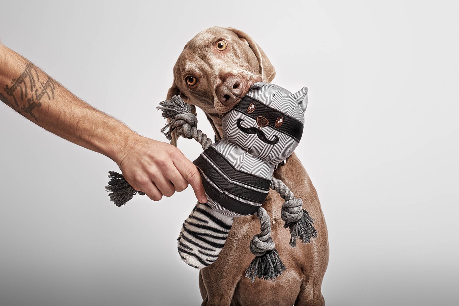 Câine mușcând o jucărie textilă, ilustrând joaca activă și stimularea mentală pentru câini.