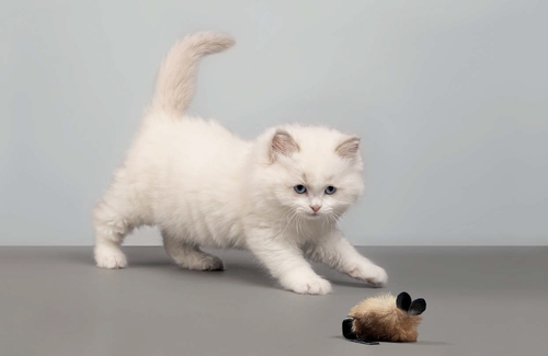 Pisoi jucăuș interacționând cu o jucărie, într-un mediu sigur și confortabil, specific stilului de viață natural al pisicilor.