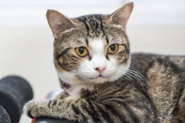 Gama Felină